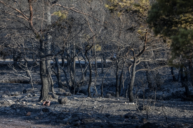 Türkiye’deki orman yangınlarının en büyük sebebi insanlar
