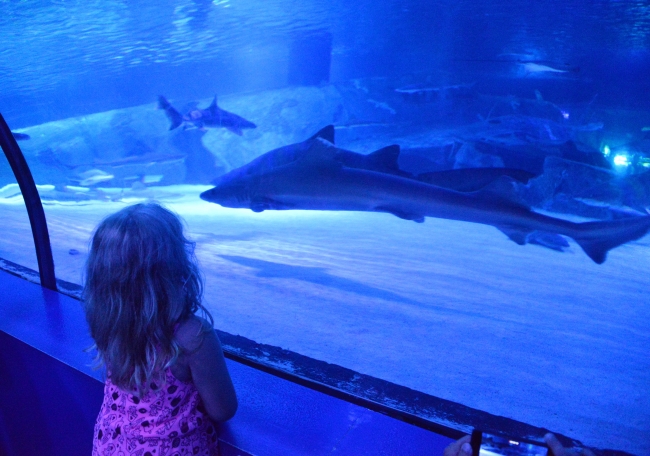 Antalya'daki köpekbalıkları dalgıç korumalar eşliğinde besleniyor