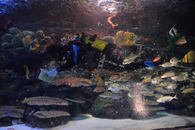 Antalya'daki köpekbalıkları dalgıç korumalar eşliğinde besleniyor