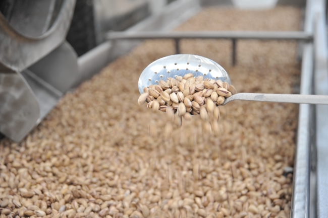 Antep fıstığı çıtlatma makinesi ihraç yolunda