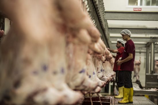 Demokrasi için "bin koyun" adadı