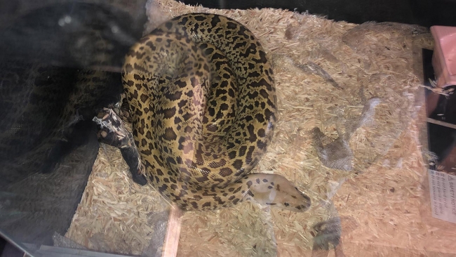 Yasa dışı getirilen piton yılanı ve parmak maymuna koruma