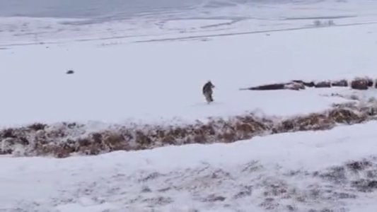 Ardahan'da yiyecek arayan yabani hayvanlar köylere kadar indi