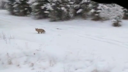 Ardahan'da yiyecek arayan yabani hayvanlar köylere kadar indi