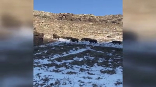 Ardahan'da yiyecek arayan yabani hayvanlar köylere kadar indi