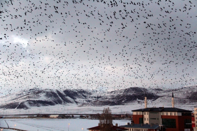 Ardahan karga istilasına uğradı: Korku filmlerini aratmadı