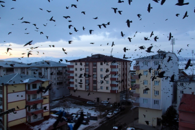 Ardahan karga istilasına uğradı: Korku filmlerini aratmadı