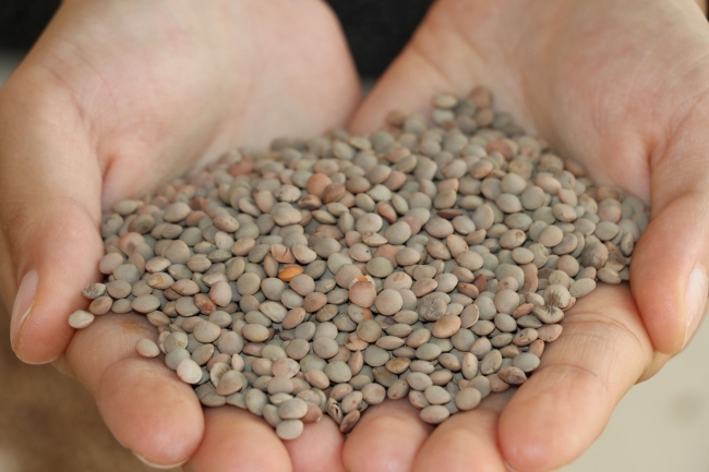 Yerli tohumların ıslahını üniversite öğrencileri yapıyor