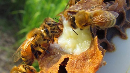 Arı sütünün faydaları saymakla bitmiyor