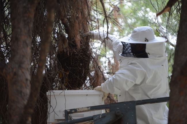 Antalya'da 'arı' operasyonu