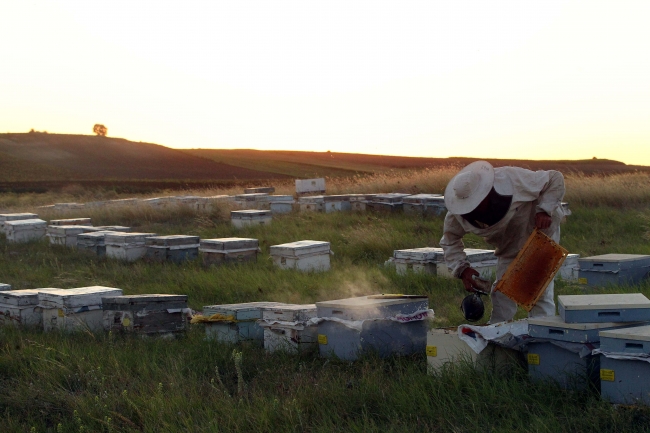 Gezgin arıcıların zorlu mesaisi