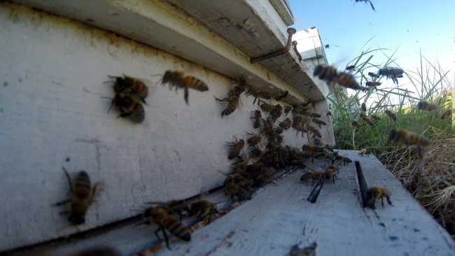 Gezgin arıcıların zorlu mesaisi