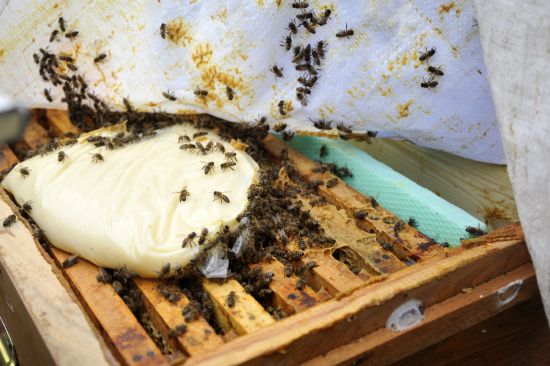 Arıcılar kış hazırlıklarını tamamladı