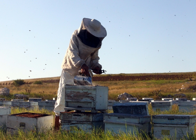 Gezgin arıcıların zorlu mesaisi