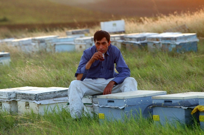 Gezgin arıcıların zorlu mesaisi