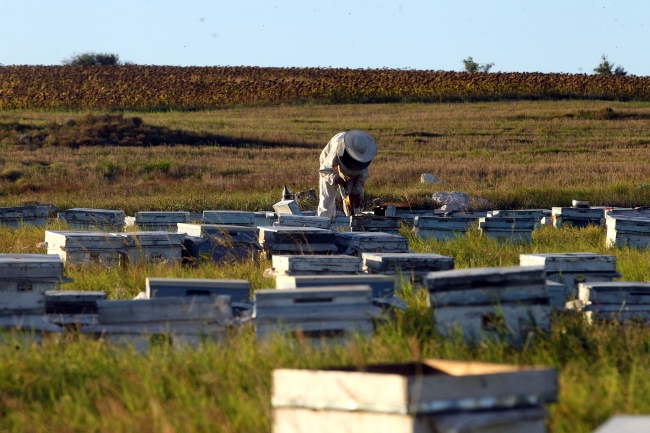 Gezgin arıcıların zorlu mesaisi