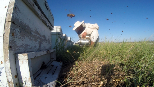 Gezgin arıcıların zorlu mesaisi