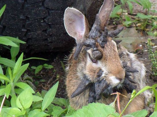 Boynuzlu tavşan görüntülendi
