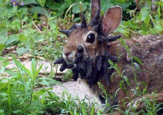 Boynuzlu tavşan görüntülendi