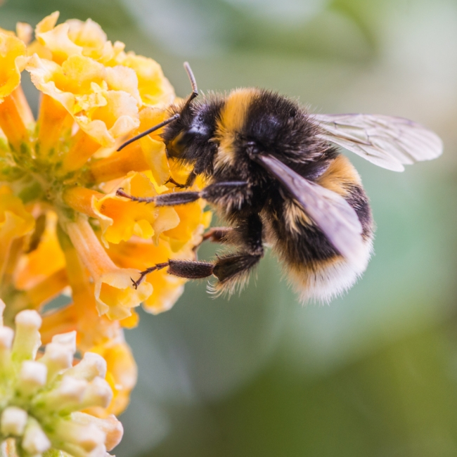 Sarı çizgili yaban arılarının genomu araştırılıyor