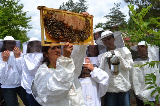 'Sokmayan arılar'a yoğun ilgi