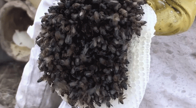 Arı kovanından gelen şifa: Propolis