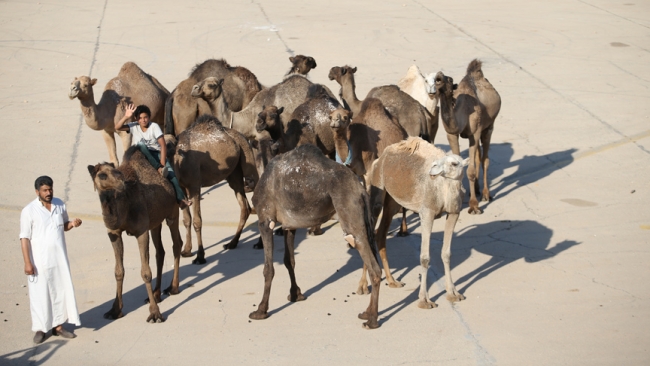 Kurbanlık develer alıcılarını bekliyor