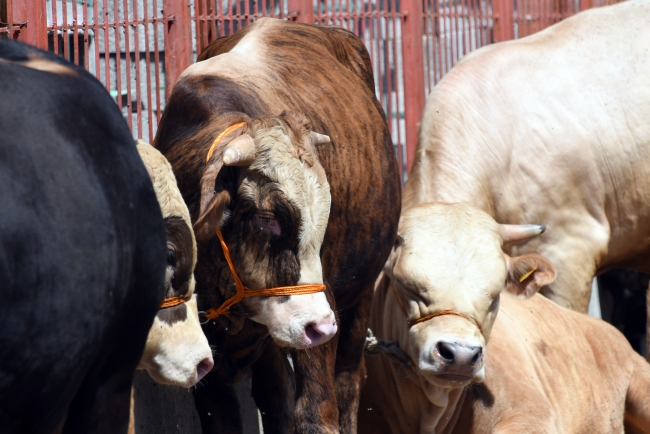 Doğu Anadolu'da kurban pazarlarında hareketlilik