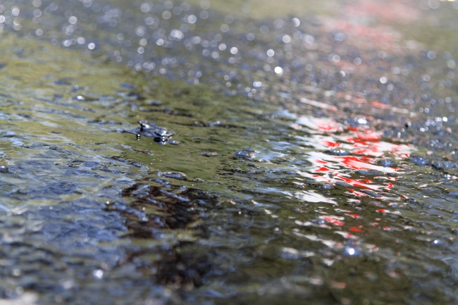 Sıcak hava Muğla'da asfalt eritti