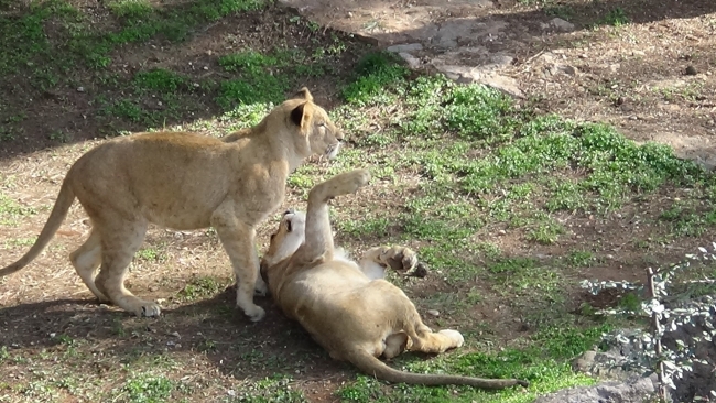 Cumhurbaşkanı Erdoğan'ın aslanlarına ziyaretçi akını