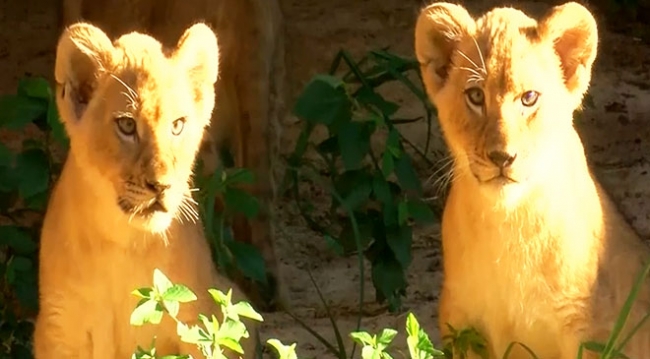 Üçüz aslan yavruları ilk kez güneşle buluştu