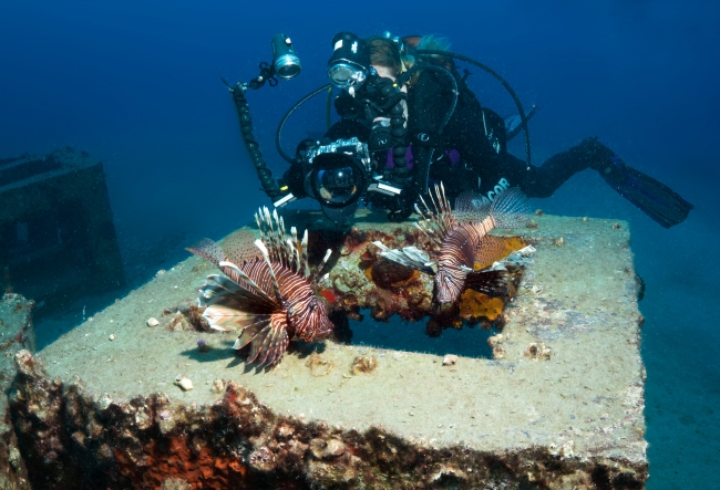 Aslan balığından korkmayın!