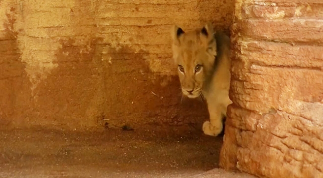 Üçüz aslan yavruları ilk kez güneşle buluştu