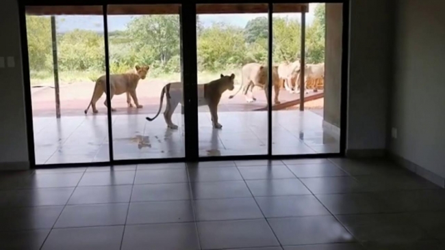 Evine dönen çifti bahçede aslanlar karşıladı