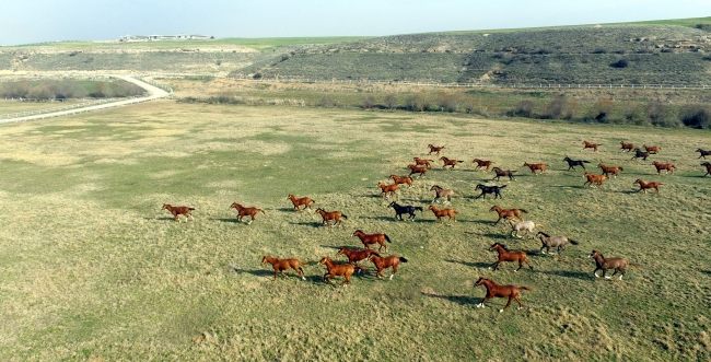 Malatya'da 153 yıllık çiftlikte safkan Arap atları yetiştiriliyor
