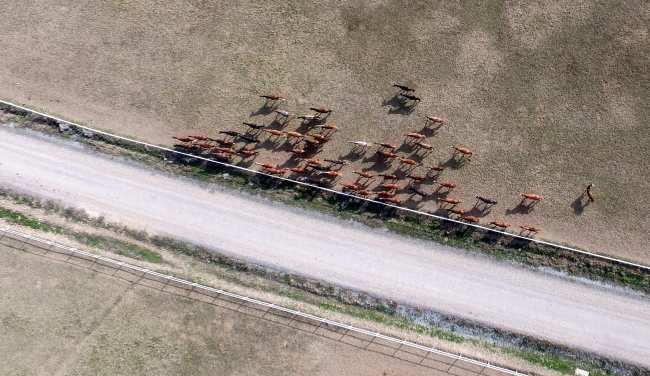 Malatya'da 153 yıllık çiftlikte safkan Arap atları yetiştiriliyor