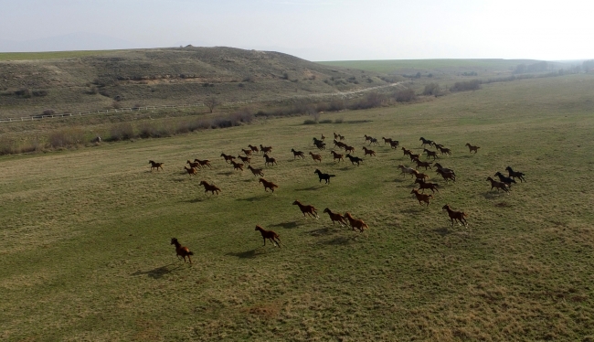 Malatya'da 153 yıllık çiftlikte safkan Arap atları yetiştiriliyor