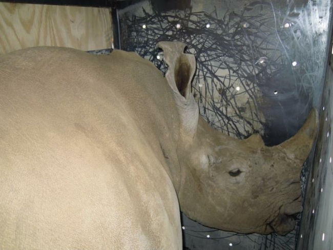 Turkish Cargo, 5 beyaz gergedanı Güney Afrika'dan Çin'e taşıdı