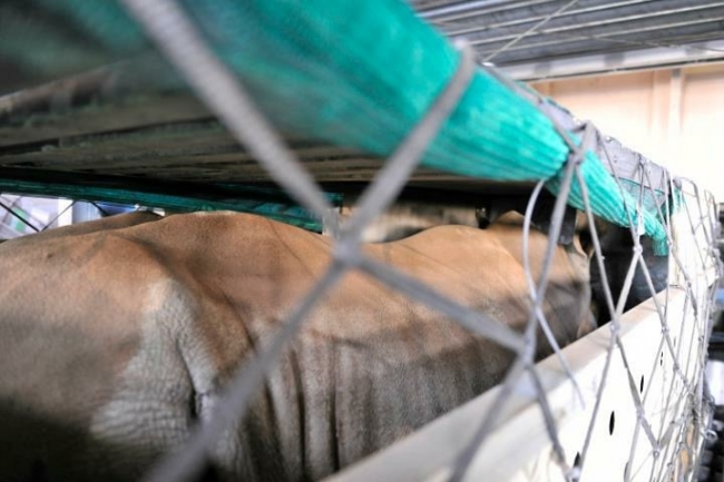 Turkish Cargo, 5 beyaz gergedanı Güney Afrika'dan Çin'e taşıdı