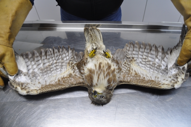 Soğuktan bitkin düşen atmaca koruma altına alındı