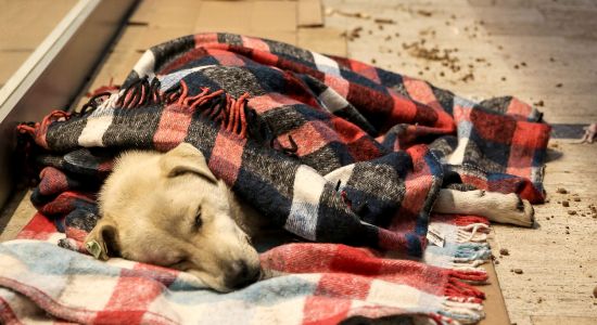 AVM girişi, sokak hayvanlarına barınak oldu