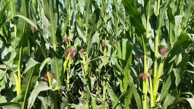 Çayır tırtılı istilası devam ediyor: Mısır tarlaları da tehdit altında