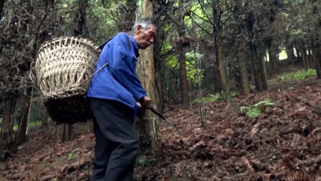 33 yılını ağaç dikmeye adadı, tek isteği gelecek nesillere yeşil bir dünya bırakmak