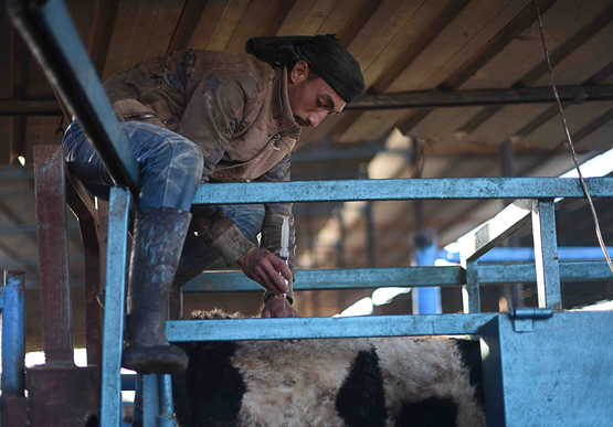 Gazzeli besicilerin korkulu rüyası: Şap hastalığı
