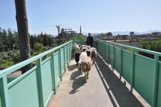Kurbanlık koyunları üst geçitten yürüterek hayvan pazarına götürüyor
