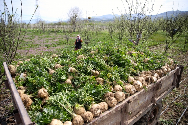 Tarımda istihdam martta 5 milyonu aştı