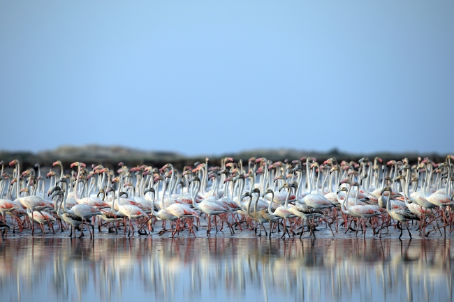 Tunus sahillerinde flamingoların etkileyici dansı