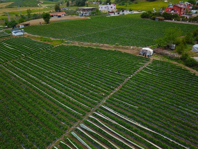 Yayladağı çileği Rusya'ya ihraç için hasat edildi