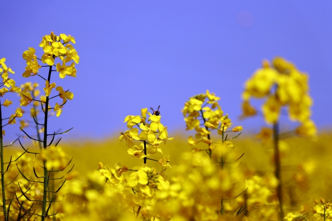 Kanola ekim alanı 900 bin dekara yükseldi