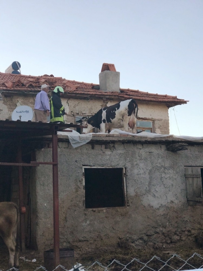 Çatıda mahsur kalan ineği itfaiye ekipleri kurtardı